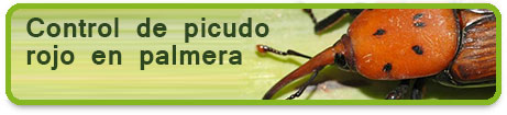 Control de Picudo Rojo